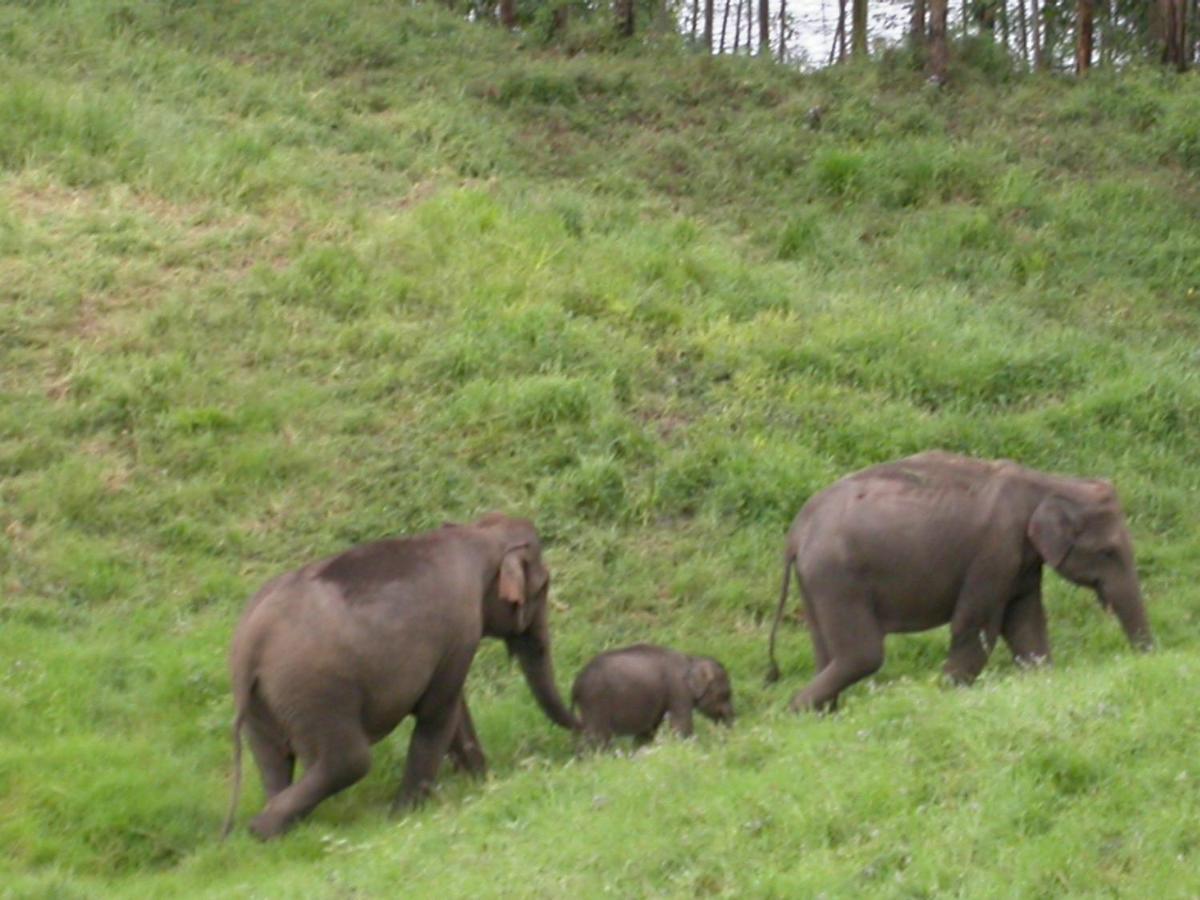 Appartamento Mistica Munnar Anachal Esterno foto