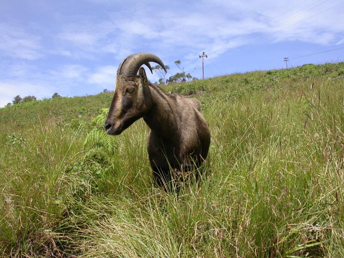 Appartamento Mistica Munnar Anachal Esterno foto