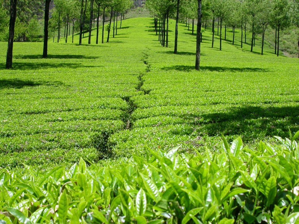 Appartamento Mistica Munnar Anachal Esterno foto