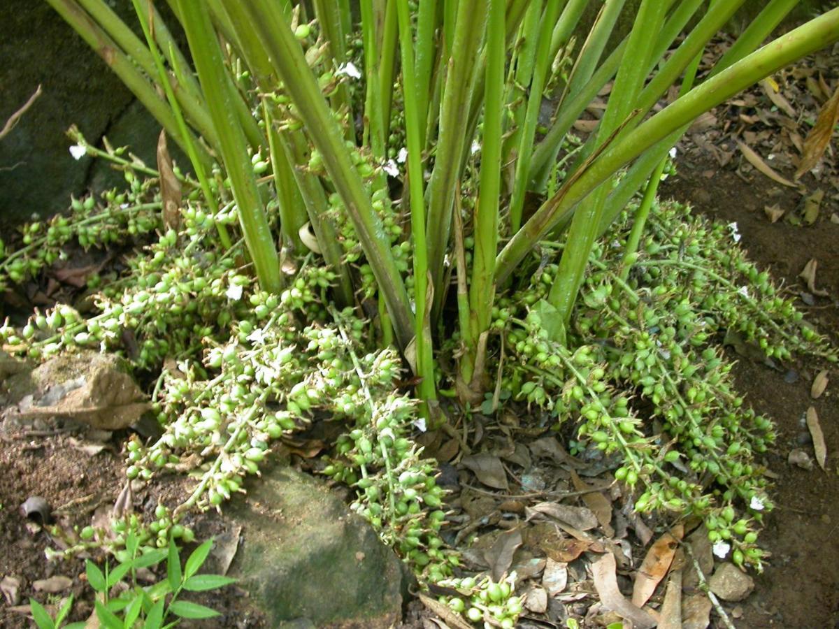 Appartamento Mistica Munnar Anachal Esterno foto