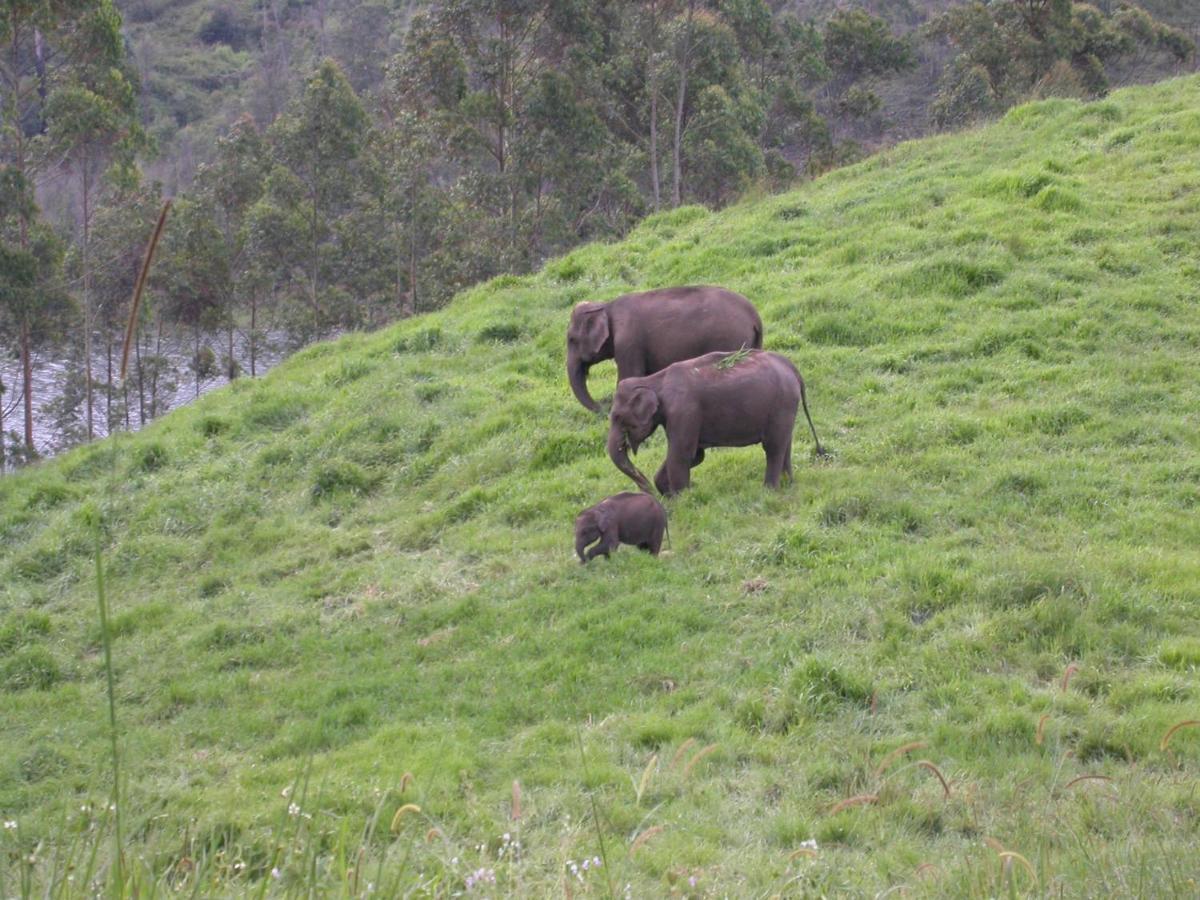 Appartamento Mistica Munnar Anachal Esterno foto