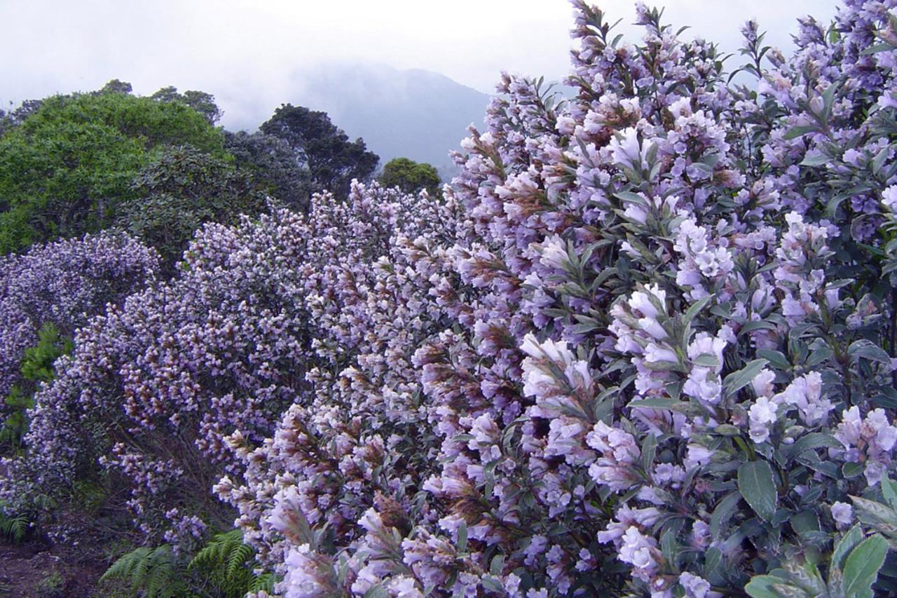 Appartamento Mistica Munnar Anachal Esterno foto