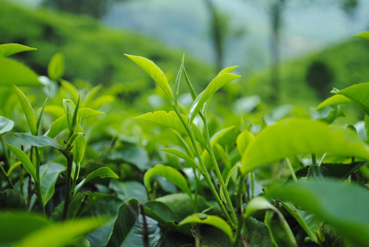 Appartamento Mistica Munnar Anachal Esterno foto