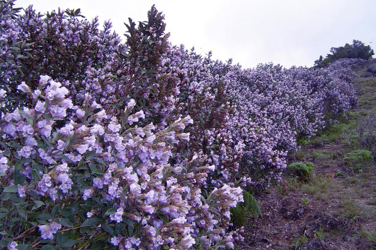 Appartamento Mistica Munnar Anachal Esterno foto