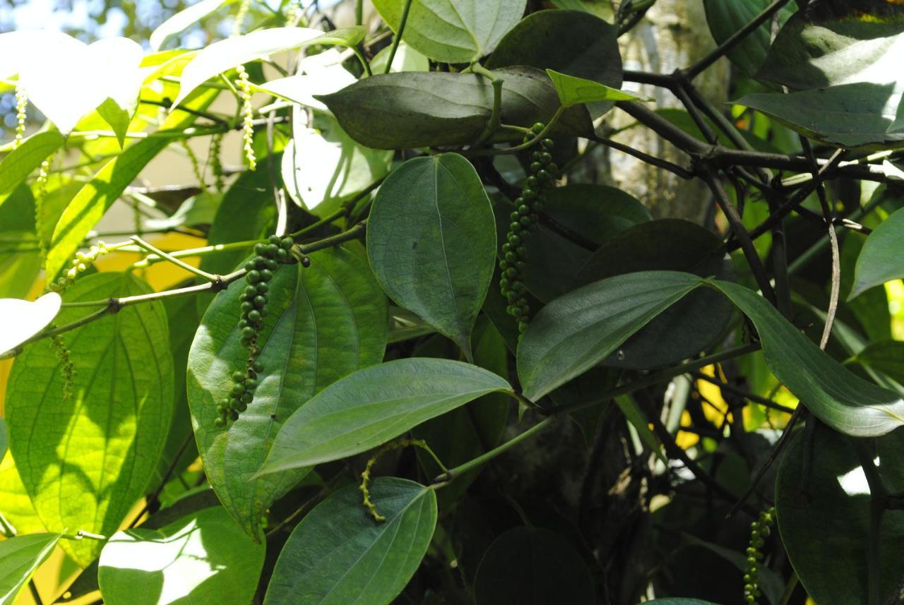 Appartamento Mistica Munnar Anachal Esterno foto